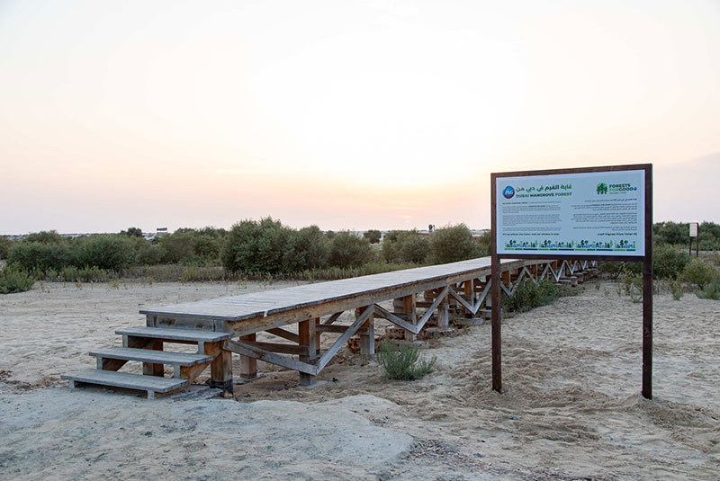 P&G and Carrefour join hands to plant 26 forests in the UAE
